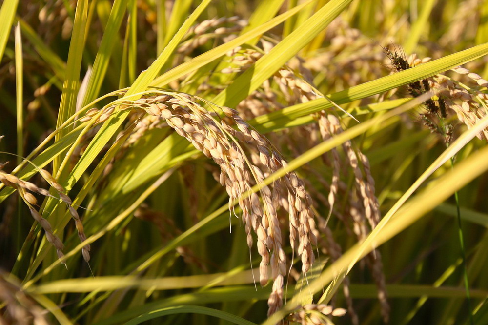 全面推進鄉村振興｜全方位夯實糧食安全根基